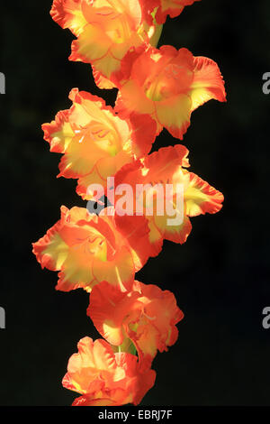 Gladiolen (Gladiolus mehrblütigen-Hybriden, Gladiolus X gandavensis), Blumen Stockfoto