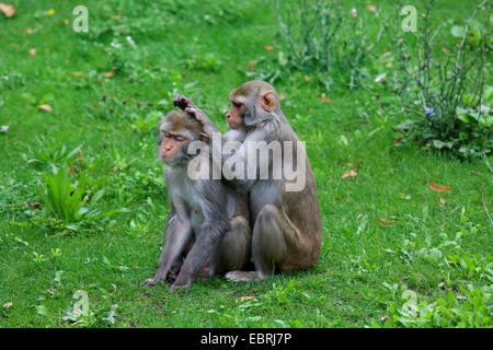 Rhesus-Affen, Rhesus Macacque (Macaca Mulatta), Pflege auf einer Wiese Stockfoto