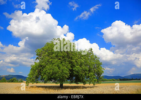 Walnuss (Juglans Regia), einziger Baum auf einem Feld, Deutschland Stockfoto