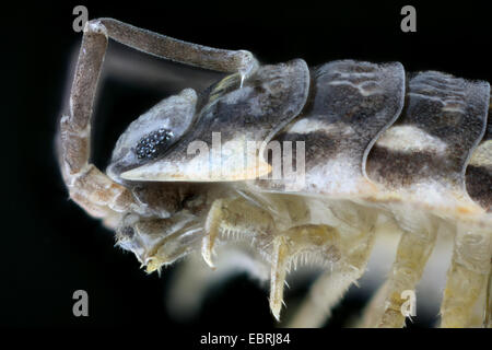 gemeinsamen Assel, gemeinsame Sowbug, grauen Garten Assel (Oniscus Asellus), Makroaufnahme des Kopfes einer Frau Stockfoto