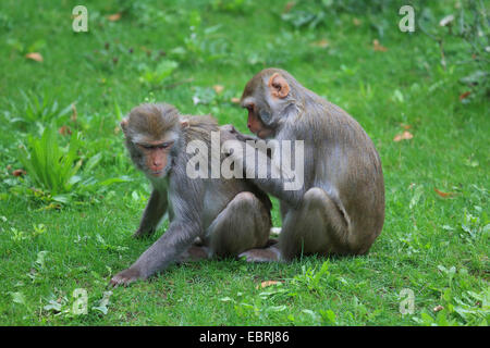 Rhesus-Affen, Rhesus Macacque (Macaca Mulatta), Pflege auf einer Wiese Stockfoto