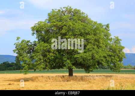 Walnuss (Juglans Regia), einziger Baum auf einem Feld, Deutschland Stockfoto