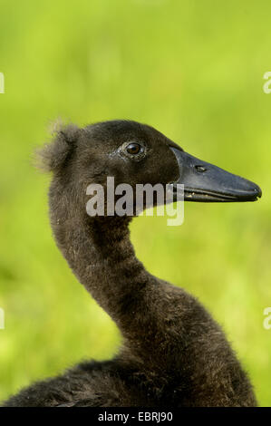 Indian Runner Duck, Indian Runner (Anas Platyrhynchos F. Domestica), Porträt von einem Küken Ente auf einer Wiese Stockfoto