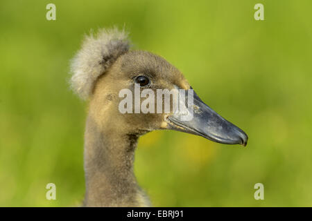 Indian Runner Duck, Indian Runner (Anas Platyrhynchos F. Domestica), Porträt von einem Küken Ente auf einer Wiese Stockfoto