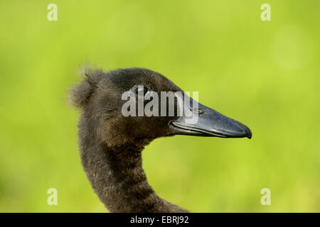 Indian Runner Duck, Indian Runner (Anas Platyrhynchos F. Domestica), Porträt von einem Küken Ente auf einer Wiese Stockfoto