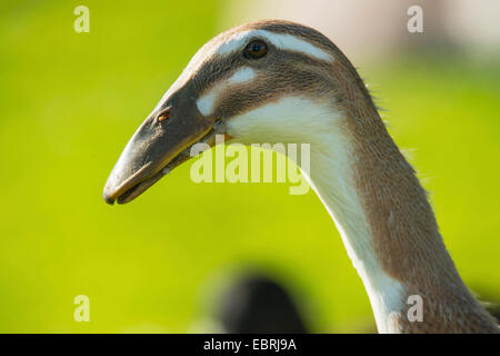 Indian Runner Duck, Indian Runner (Anas Platyrhynchos F. Domestica), Hybrid mit krummen Schnabel, Deutschland Stockfoto