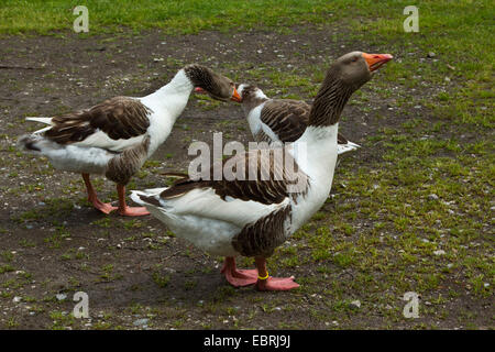 Pommersche Gans, Ruegener Gans (Anser Anser F. Domestica), Deutschland Stockfoto