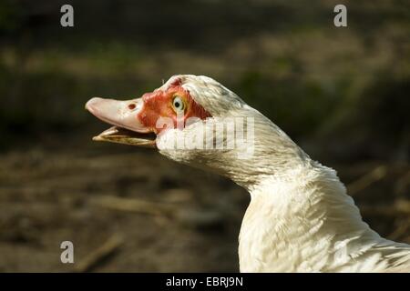 Barbarie-Ente (Cairina Moschata), domestizierten weißen Barbarie-Ente Stockfoto