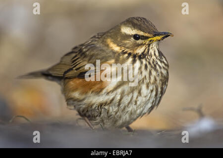 Rotdrossel (Turdus Iliacus), mit Larve in Rechnung, Belgien, Flandern Stockfoto