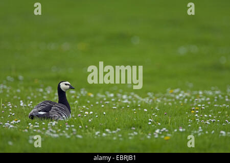 Weißwangengans (Branta Leucopsis), Wiese, Belgien Stockfoto