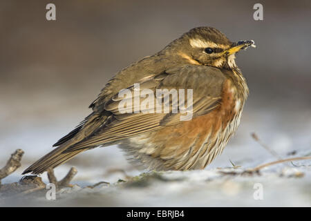 Rotdrossel (Turdus Iliacus), im Schnee, Belgien Stockfoto