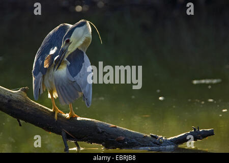 Schwarz-gekrönter Nachtreiher (Nycticorax Nycticorax), putzen, auf einem Ast, USA Stockfoto