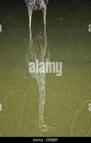 Great Blue Heron (Ardea Herodias), reflektiert in einem Teich, USA Stockfoto