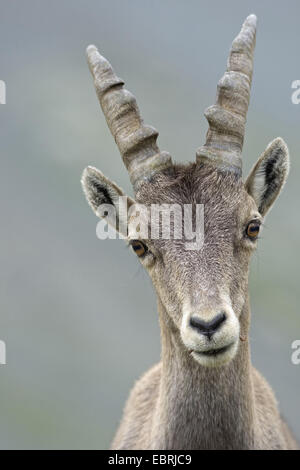 Alpensteinbock (Capra Ibex, Capra Ibex Ibex), Porträt, Savoie, Frankreich, Nationalpark Vanoise Stockfoto