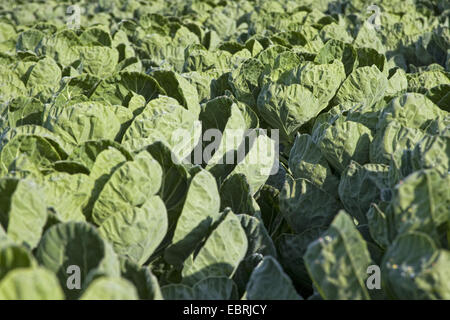 Rosenkohl (Brassica Oleraceae var. Gemmifera), Kohl Kopf auf einem Feld, Belgien, Ost-Flandern Stockfoto