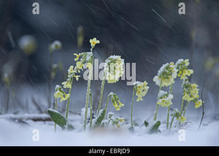 Echte Schlüsselblume (Primula Elatior), in den Schnee, Belgien, Flandern, Heurne Stockfoto