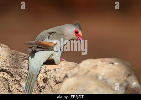 Mit rotem Gesicht Mousebird (Urocolius Indicus), steht auf einem Stein, Südafrika, North West Province, Barberspan Bird Sanctuary Stockfoto