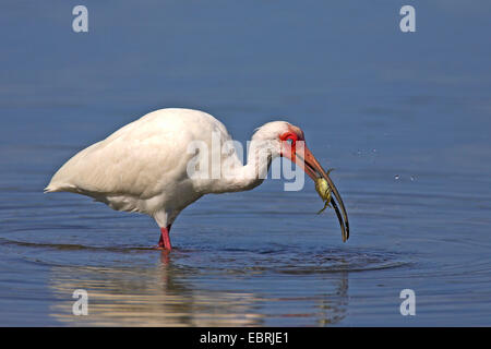 weißer Ibis (Eudocimus Albus), Fütterung eine Krabbe, USA, Florida, Sanibel Island Stockfoto