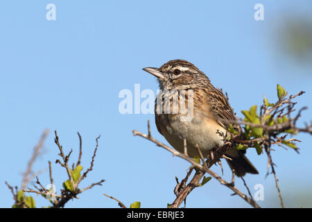 Sabota Lerche (Mirafra Sabota), sitzt auf einem Strauch, Südafrika, North West Province, Pilanesberg Nationalpark Stockfoto