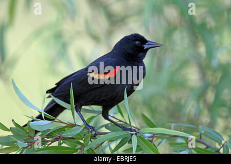 Rotschulterstärling (Agelaius Phoeniceus), Männlich, USA, Florida, South Venice Stockfoto