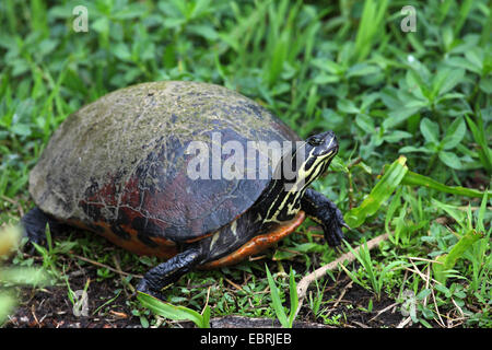 rot-Schmuckschildkröte Schildkröte, rot-eared Slider (Pseudemys Scripta Elegans ist Scripta Elegans, Chrysemys Scripta Elegans), an der Küste, USA, Florida, Everglades Nationalpark Stockfoto