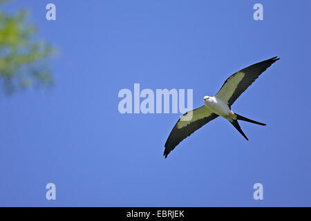 Swallow-tailed Kite (Elanoides Forficatus), im Flug, USA, Florida, Corkscrew Swamp Stockfoto