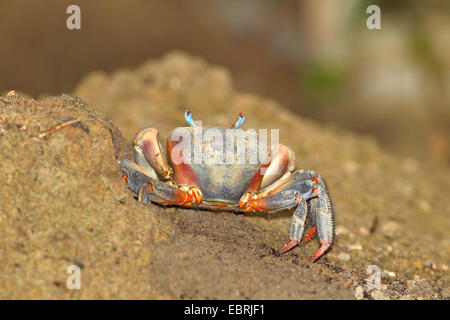 Red Claw Krabbe, Landkrabben (Cardisoma Carnifex), in den Sumpf, Seychellen, La Digue Stockfoto