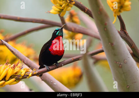 Scharlach-chested Sunbird (Nectarinia Senegalensis, Chalcomitra Senegalensis), männlich auf den Feed auf eine Aloe, Südafrika, Krüger-Nationalpark Stockfoto