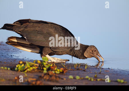 Amerikanische schwarze Geier (Coragyps Atratus), Getränke, USA, Florida, Myakka River State Park Stockfoto