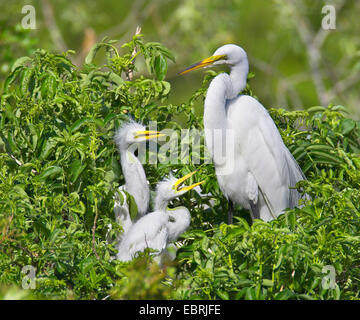 Silberreiher, Silberreiher (Egretta Alba, Casmerodius Albus, Ardea Alba), Erwachsene und Fledgelings im Nest, USA, Florida, South Venice Stockfoto