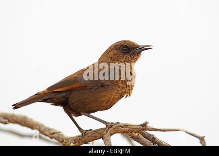 Südlichen Ameisenbär Chat (Myrmecocichla Formicivora), sitzt auf einem Strauch, Südafrika, North West Province, Barberspan Bird Sanctuary Stockfoto