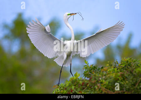 Silberreiher, Silberreiher (Egretta Alba, Casmerodius Albus, Ardea Alba), landet mit Verschachtelung Material am Brutplatz, USA, Florida, South Venice Stockfoto