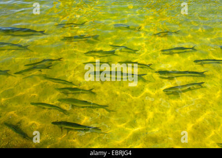 Atlantische Tarpon (Megalops Atlanticus, Tarpon Atlanticus), Schule, USA, Florida Stockfoto