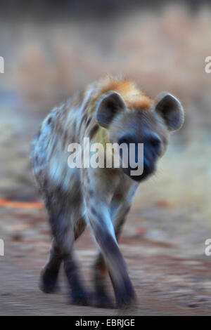 Gefleckte Hyänen (Crocuta Crocuta), Spaziergänge im Morgengrauen, Südafrika, Kruger National Park Stockfoto