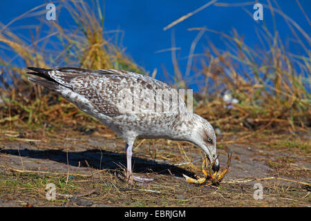 Silbermöwe (Larus Argentatus), Juvenile speist eine Krabbe, Niederlande, Friesland Stockfoto