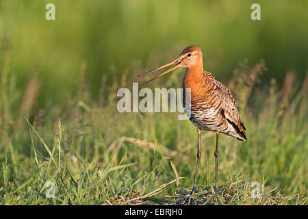 Uferschnepfe (Limosa Limosa), Männlich, Niederlande, Frisia aufrufen Stockfoto