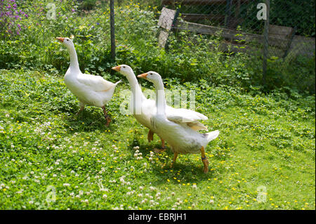 Pommersche Gans, Ruegener Gans (Anser Anser F. Domestica), drei Pommerschen Gänse zu Fuß auf einer Wiese Stockfoto