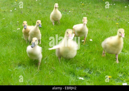 Pommersche Gans, Ruegener Gans (Anser Anser F. Domestica), Gans und Ente Küken laufen auf einer Wiese Stockfoto