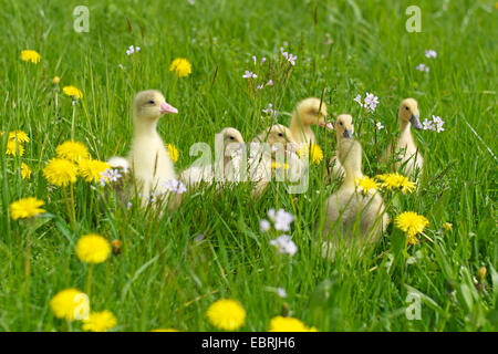 Pommersche Gans, Ruegener Gans (Anser Anser F. Domestica), Küken, die zu Fuß in ein Löwenzahn Wiese Stockfoto