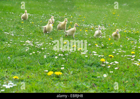 Pommersche Gans, Ruegener Gans (Anser Anser F. Domestica), Küken laufen in einer Löwenzahn Wiese Stockfoto