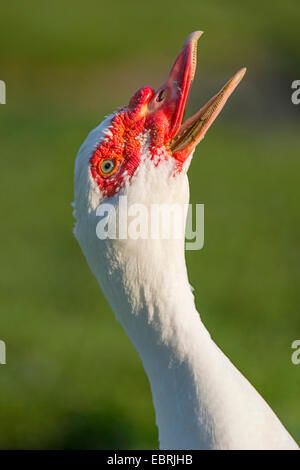 Barbarie-Ente (Cairina Moschata), Barbarie-Ente fangen Insekten, Deutschland, Nordrhein-Westfalen Stockfoto