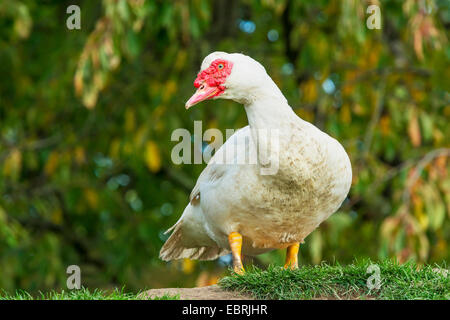 Barbarie-Ente (Cairina Moschata), auf einem Erdhügel, Deutschland, Nordrhein-Westfalen Stockfoto