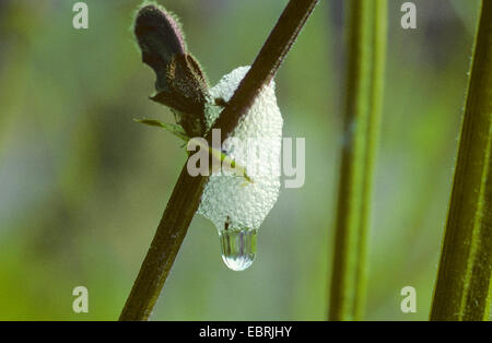 Gemeinsamen Blutzikade, Wiese Blutzikade (Philaenus Spumarius), Nymphe mit Cuckoo Spit, Deutschland Stockfoto