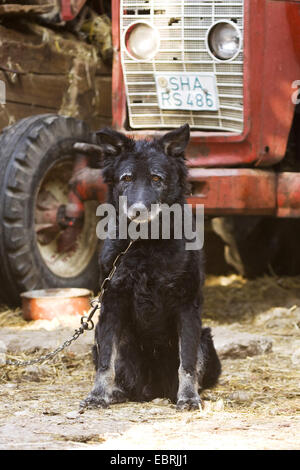 Haushund (Canis Lupus F. Familiaris), alte angekettet Schäferhund sitzt vor einem Traktor auf einem Bauernhof, Deutschland, Baden-Württemberg Stockfoto