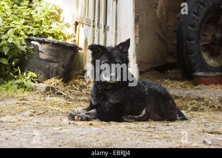 Haushund (Canis Lupus F. Familiaris), angekettet alten Schäferhund liegend auf einem Bauernhof, Deutschland, Baden-Württemberg Stockfoto