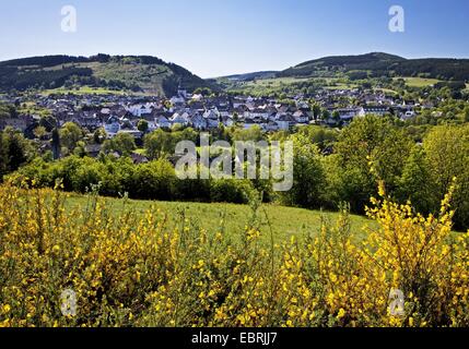 Blick auf Hallenberg mit blühenden Ginster im Rothaargebirge, Deutschland, North Rhine-Westphalia, Hallenberg Stockfoto