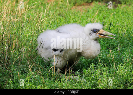 Schwarzstorch (Ciconia Nigra), Storch Küken, Deutschland Stockfoto