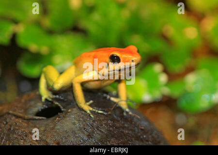 Schwarz-legged Dart Frog (Phyllobates bicolor), im terrarium Stockfoto