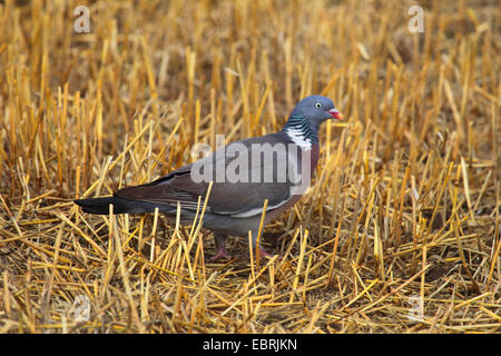 Ringeltaube (Columba Palumbus), auf das Futter in einem Stoppelfeld, Deutschland Stockfoto