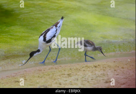 Trauerschnäpper Säbelschnäbler (Recurvirostra Avosetta), mit Küken auf den Feed, Deutschland Stockfoto